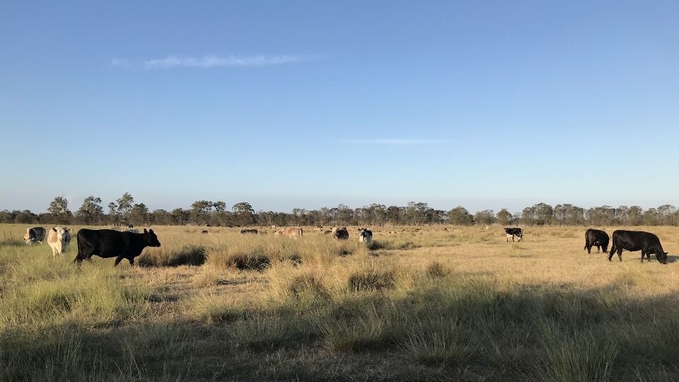 australia farm